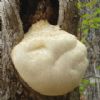 Monkeyhead Mushroom P.E.